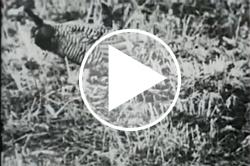 Heath Hen video