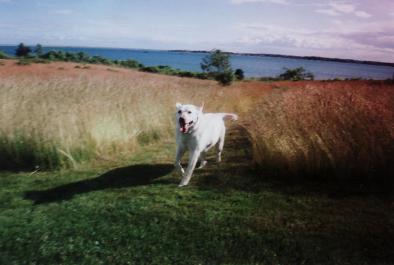 Happy dog