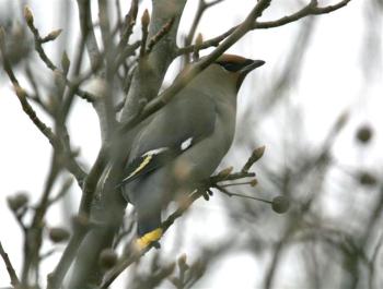 waxwing
