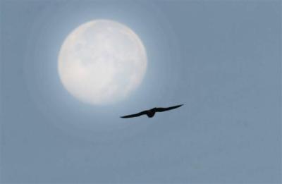 peregrine falcon