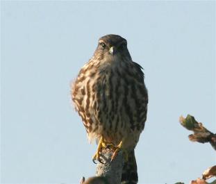 Merlin