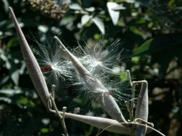 butterfly weed seeds