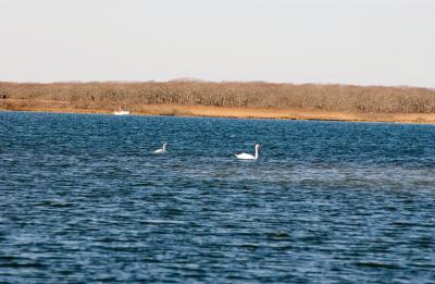 Edgartown Great Pond