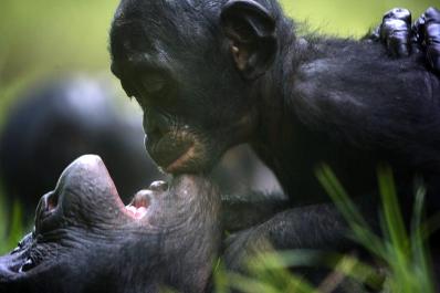 chimps
