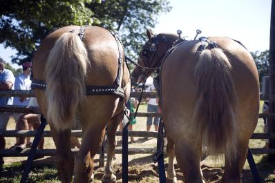 Horses at the Ag Fair