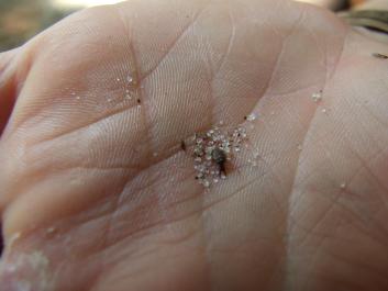 antlion