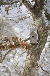 bird house