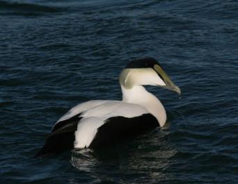 duck