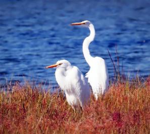 egrets