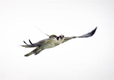 osprey