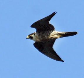 Peregrine Falcon