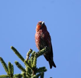 bird