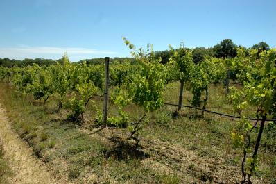 vineyard