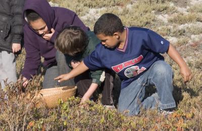 picking cran