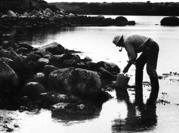 mussel gathering