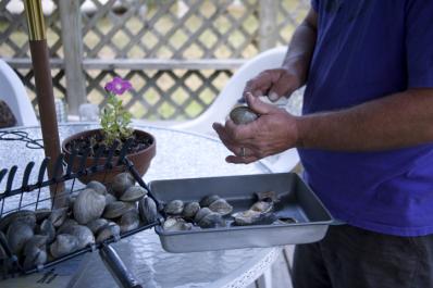 clams