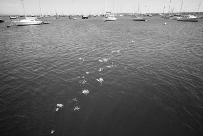 Flowers in the Sea