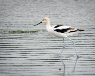 avocet