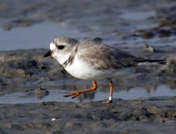 plover