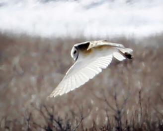 barn owl