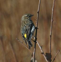 warbler