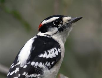 Woodpecker.