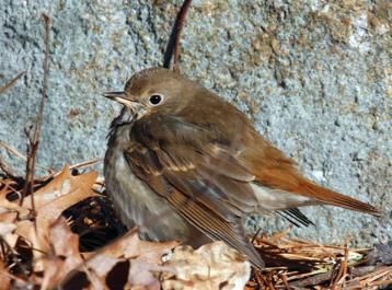 bird