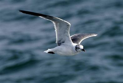 gull