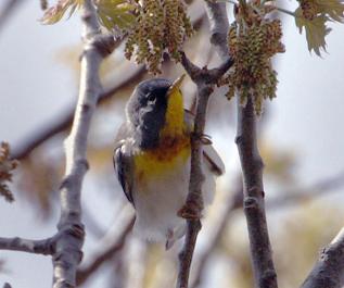 Warbler
