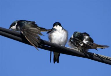 birds