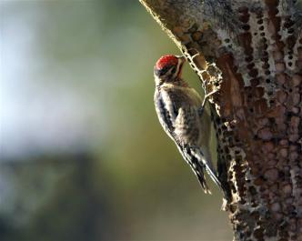 bird