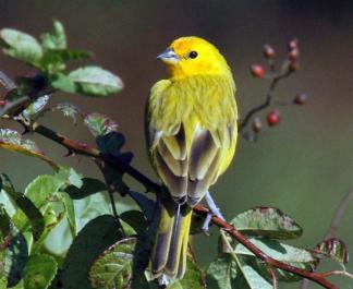 FINCH