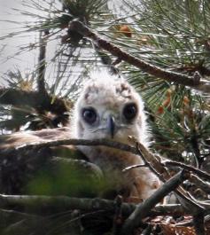 hawk