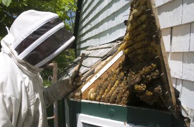 bees