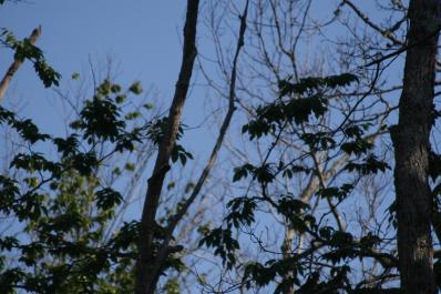 trees