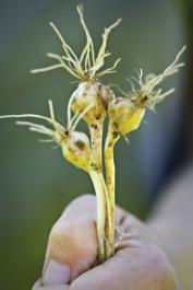garlic