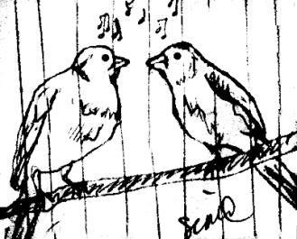 birds