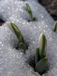 snowdrops
