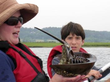 horseshoe crab
