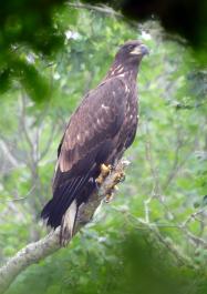 eagle