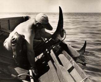 swordfish