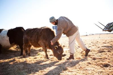 cow