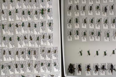 Bee Inventory
