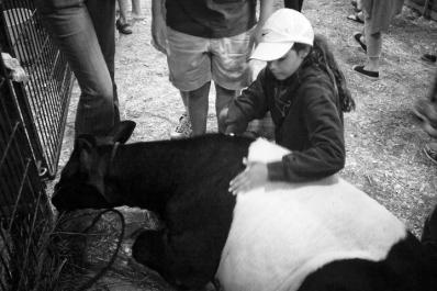 Dutch Belted Heiffer