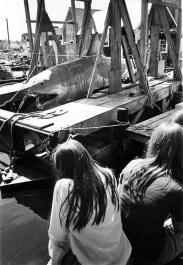 Jaws