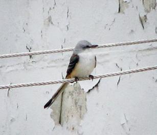 flycatcher