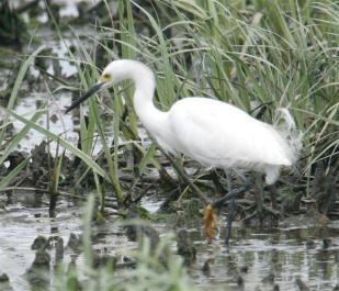 Egret