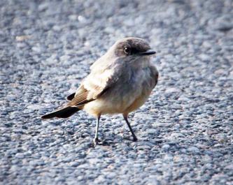 bird