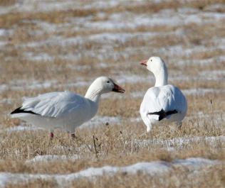 geese