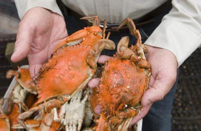 crabs